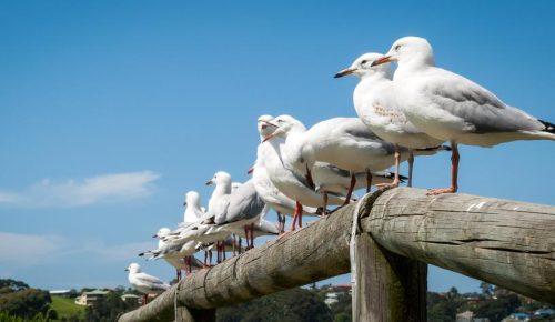 Where do seagulls sleep in the winter