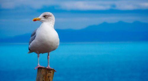 Where do seagulls sleep in towns