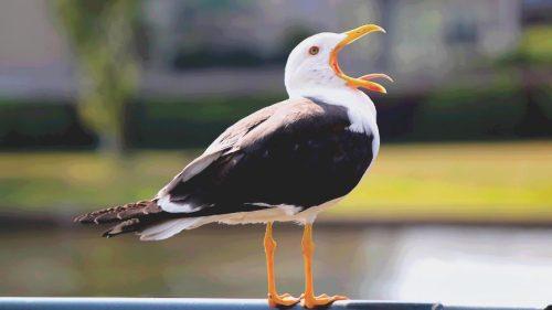 Why do seagulls scream at night